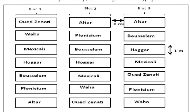 Figure 06:  Schéma du dispositif expérimental de l'essai en plein champ. 