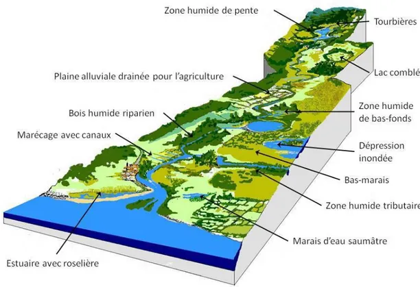 Figure 02 : Les principaux types de zones humides rencontrés sur un bassin-versant 