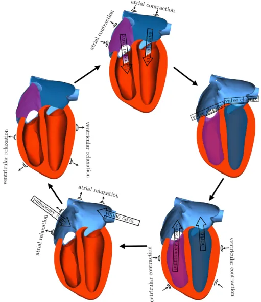Figure 1.4: Blood perfusion in a cardiac cycle: oxygenated blood in blue and deoxygenated blood in purple.