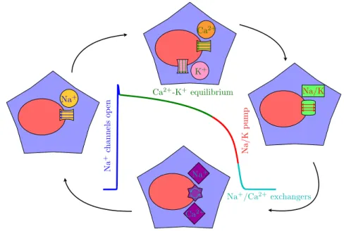 Figure 1.6: Cell electrical cycle and action potential.