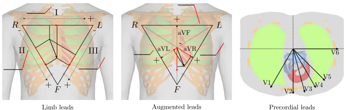Figure 1.9: Representation of the 12 ECG leads on the frontal plane (left and middle) and on the horizontal plane (right).