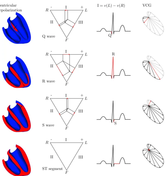 Figure 1.11: Ventricular depolarization, ﬁrst lead QRS complex generation and associated Vectocardiogram (VCG).