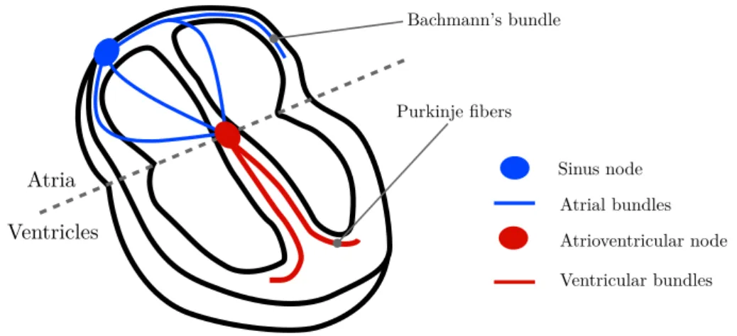 Figure 2.3: Heart conduction system.