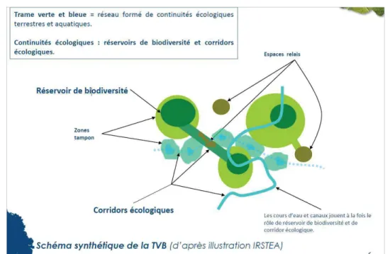 Figure 2 : Schéma des composantes d’une trame verte et bleue selon les principes de l’écologie du paysage  (présentation de la Division du patrimoine naturel-DEVE, d’après une illustration IRSTEA, 2014)