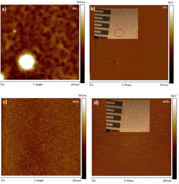 Figure 34: 20 µm × 20 µm AFM images of spin coated thin films of Ir(ppy) 2 (bpy) + PF 6  -  on gold/ 