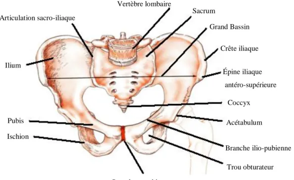Figure 1.1 : Composantes osseuses du bassin (tirée de Tortora, 1981) 