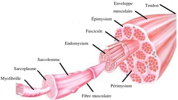 Figure  1.4 :  Structure  des  muscles  striés  squelettiques  (adaptée  de  http://www.sport-fitness- http://www.sport-fitness-advisor.com) 