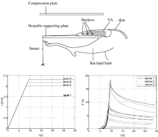 Figure 1.11 : Montage pour compression sur des tissus musculaires de rat (Bosboom, 2001)