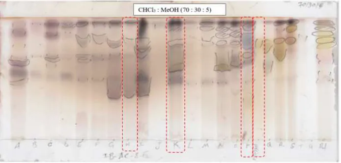 Figure II.12. Profil CCM en phase normale du fractionnement de Buc2 