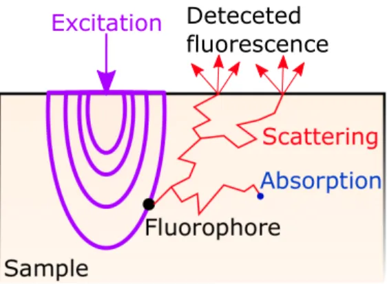 Figure 2.6 Process of fluorescence excitation and emission with possible interactions in tissue.