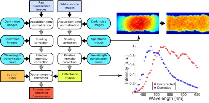 Figure 4.2 Flowchart of data processing for reflectance &amp; fluorescence spectroscopy imaging with images showing an example of shading correction on a fluorescent bead layer