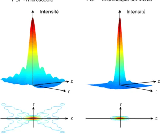 Figure  1.9  Distribution  de  l'intensité  au  plan  focal  pour  un  microscope  conventionnel  (à  gauche)  et  un  microscope  confocal  (à  droite)