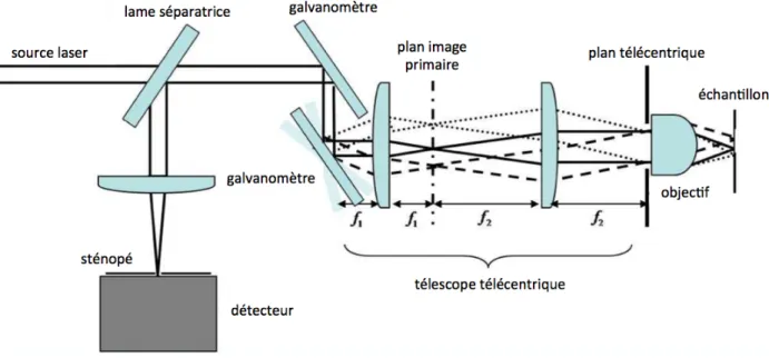 Figure 1.10 Schéma d'un microscope confocal. Le faisceau se propage de la source vers les galvanomètres, le  télescope  télécentrique  (composé  des  lentilles  