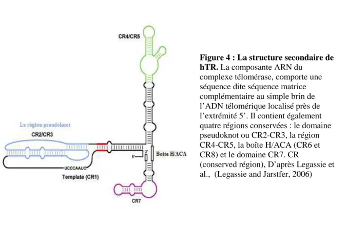 Figure 4 : La structure secondaire de  hTR. La composante ARN du 