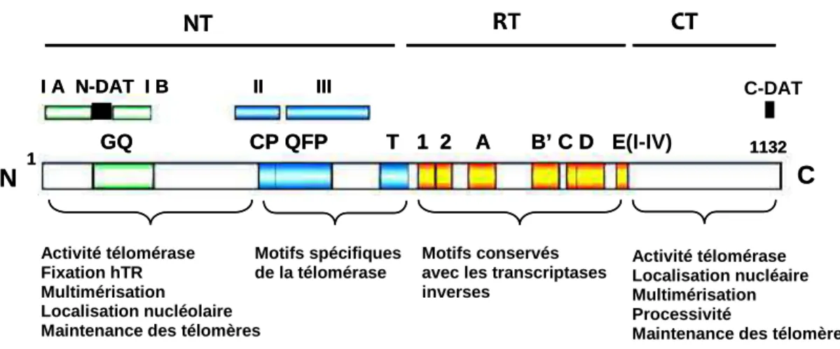 Figure 5: Représentation schématique de la structure de la protéine hTERT. NT : N-