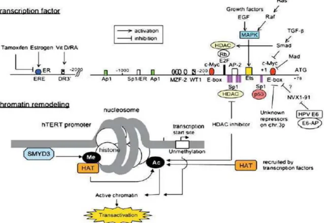 Figure  7 :  La  régulation  transcriptionnelle  d’hTERT.  Représentation  des  différents 