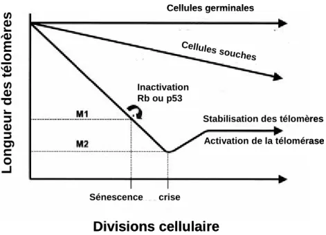 Figure  9  :  représentation  schématique  de  l’hypothèse  télomérique  du  vieillissement  et  de  l’immortalisation  cellulaire