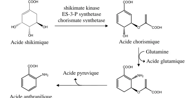 Figure II-7 : Biosynthèse de l'acide anthranilique 
