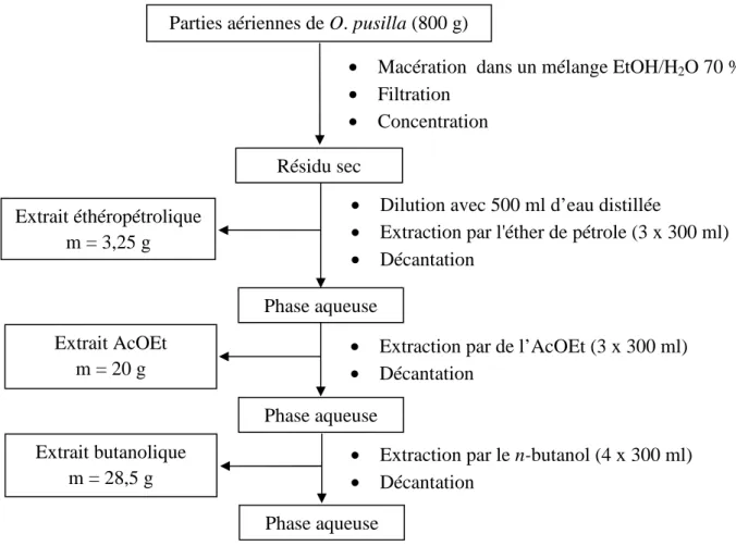 Figure III-2: Protocole d’extraction de O. pusilla. Phase aqueuse Extrait AcOEt m = 20 g Extrait butanolique  m = 28,5 g Extrait éthéropétrolique m = 3,25 gRésidu sec Phase aqueuse Phase aqueuse 