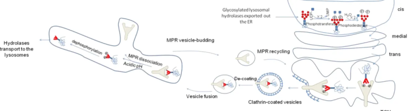 Figure 2: M6P-labelled lysosomal hydrolase targeting from the Golgi apparatus to the lysosome