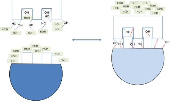 Figure 4: The “key-lock” theory of glycan-GBP interaction.   The dashed lines represent different binding mechanisms