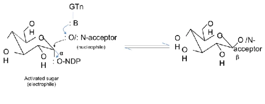 Figure 5:  Bimolecular nucleophilic substitution (SN 2 ) reaction of a monosaccharide addition to an 