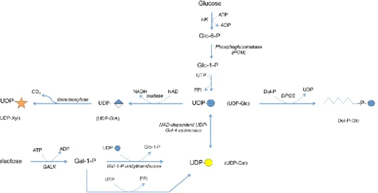 Figure 6: The biosynthetic and interconversion pathways of UDP-Glc and UDP-Gal in the cytoplasm 