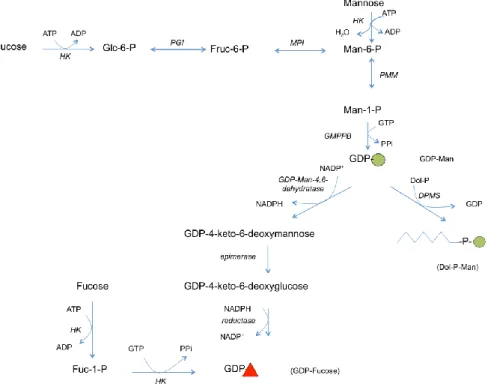 Figure 7: The biosynthetic and interconversion pathways of GDP-Man and GDP-Fuc in the  cytoplasm 