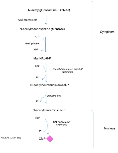 Figure 9: The biosynthetic pathway of CMP-Sia from UDP-GlcNAc. 