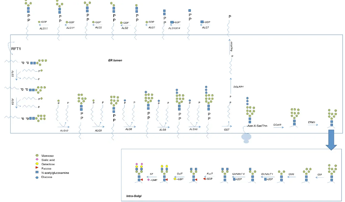 Figure 12: A simplified scheme showing protein N-glycosylation in the ER lumen and modifications in the GA