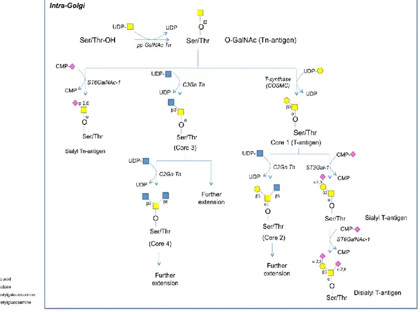 Figure 13: N-acetylgalactosamine-O-Ser/Thr glycan (O-GalNAc) biosynthesis in the GA