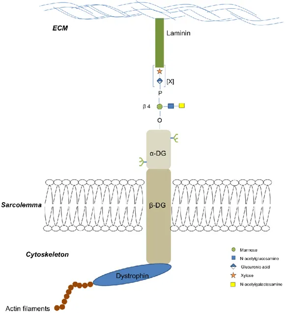 Figure 14: The intracellular localization of O-mannosylated α-DG demonstrating its role in  connecting the ECM to components of cytoskeleton