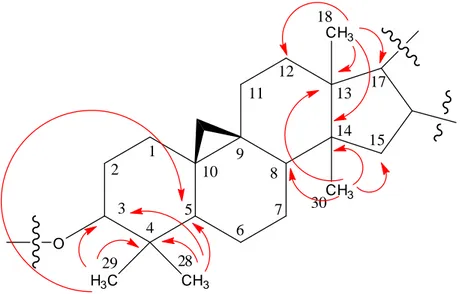 Figure III.14: Corrélations HMBC des méthyles Me-18, Me-28, Me-29 et Me-30