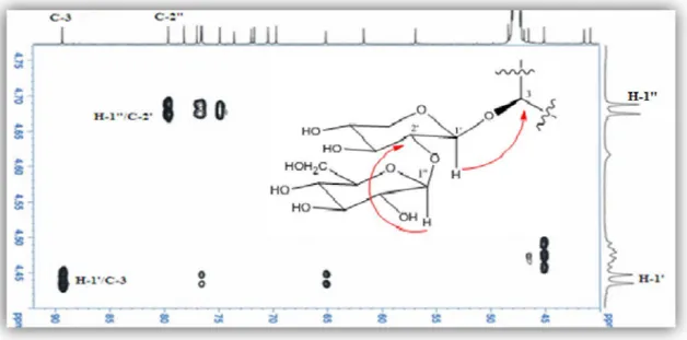 Figure III.26: Spectre HMBC mettant en évidence la séquence des sucres