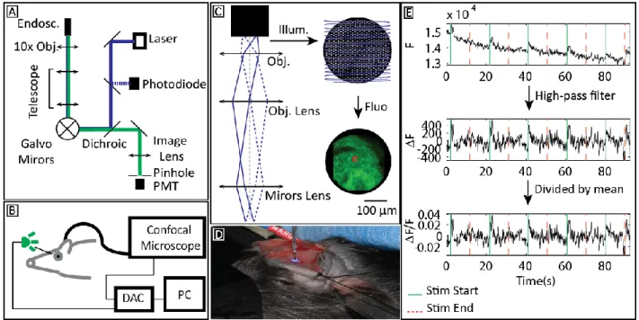Figure 1.3 : Principes généraux du microscope confocal endoscopique. 