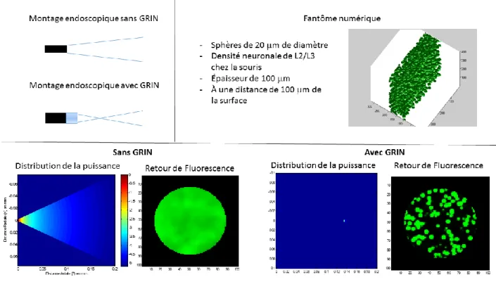 Figure 2.6 : Simulation de l’image obtenue avec une GRIN  2.2.2  Caractérisation du système 