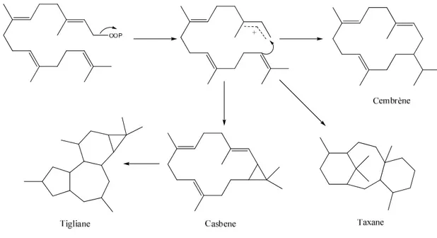 Figure II.4: Schéma de biogenèse des diterpènes polycycliques et macrocycliques.    Mode 2 