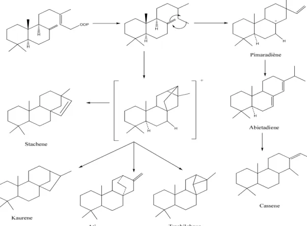 Figure II.6: Schéma de biogenèse des diterpènes tri-et tétracycliques. 