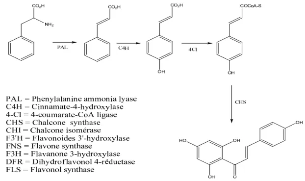 Figure II.11: Squelette de base des flavonoïdes. 