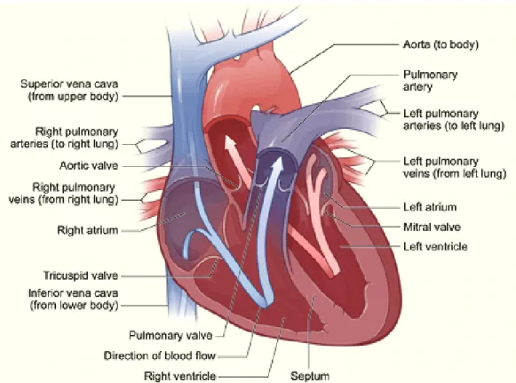 Figure 0-1 : The heart and its four chambers. The blood flows from one atria to its adjacent  ventricle, which releases the blood to other anatomical parts of the body [28]