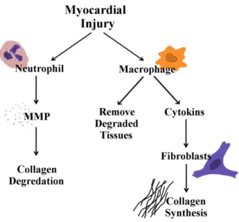 Figure 0-2 : The response to myocardial injury is an increase of inflammatory cells that include  neutrophil and macrophages, amongst others
