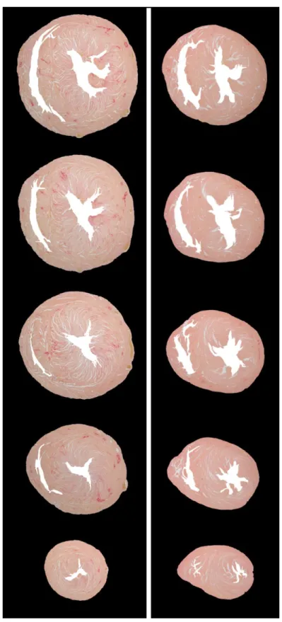 Figure 0-3 : Picrosirius red-stained histology images show an increase of collagen content  (stained red) in the elderly rat (left) compared to the young rat (right)