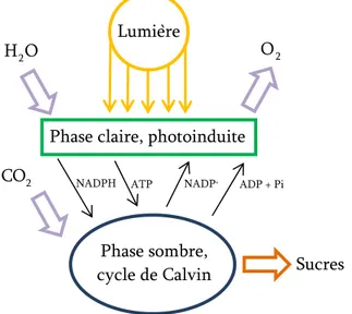 Figure I-1 : schéma du principe de la photosynthèse.  