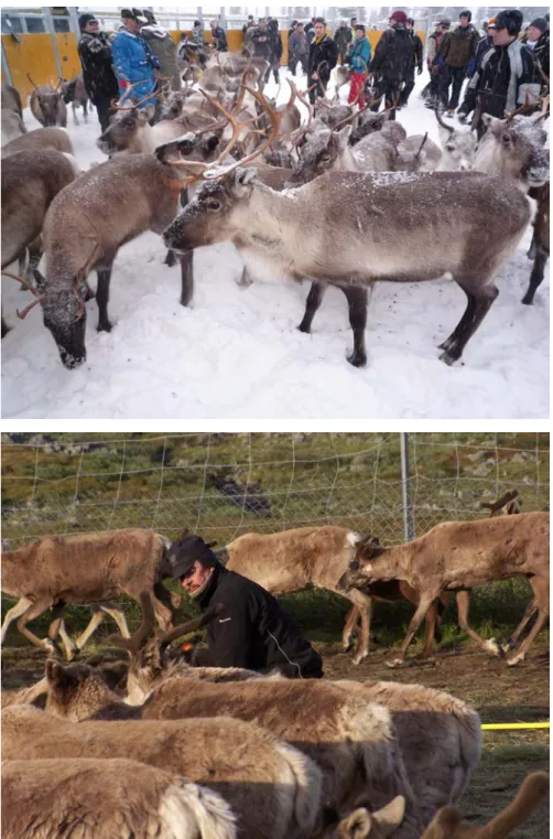 Figure  2.  (Top)  Reindeer  separation:  after  identifying  the  owner  of  the  reindeer  by  their 