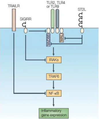 Figure  10.  Représentation  de  la  régulation  des  TLRs  par  des  modulateurs  transmembranaires