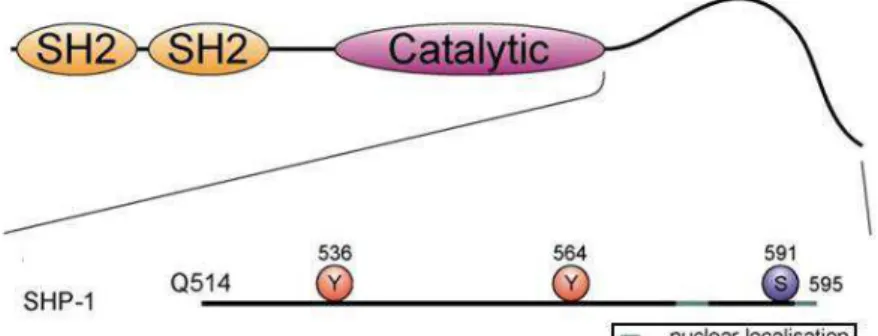 Figure 15. Représentation schématique de l'auto-régulation de SHP1. Le SH2 en N-terminal est en orange, 