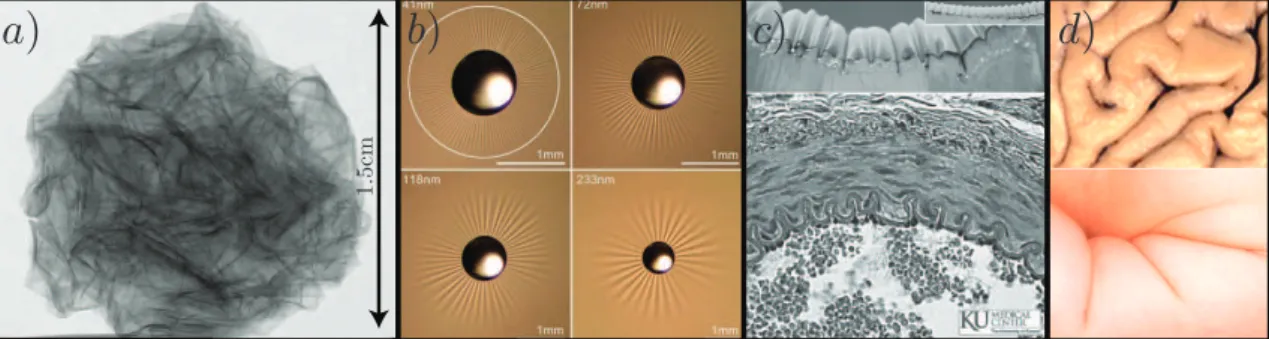 Figure 1.1: a.-Image extracted from a video made by D. Cambou and avaible in