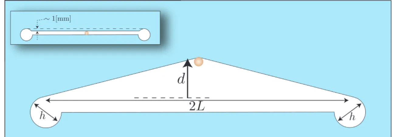 Fig. 2.7 ). Both ends of the incision are blunted by small perforations (diameter of