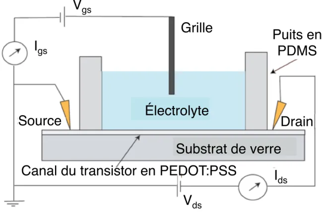 Figure 2-1 : Le schéma du transistor électrochimique organique [16] 