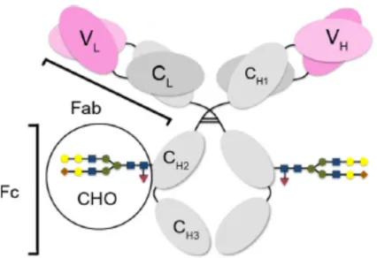 Figure 2-8 : Schéma général de la structure d’un anticorps de type IgG. Fab – le fragment,  qui est capable de lier l’antigène; Fc – le fragment cristallisable; CHO – les résidus glucidiques;  VL – le domaine variable de la chaine légère; VH – le domaine variable de la chaine lourde; CL – 